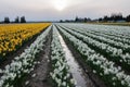 White and yellow narcissus / daffodil flowers on a muddy flower field at the Skagit Valley Tulip Festival, La Conner, USA Royalty Free Stock Photo