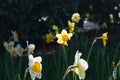 White yellow Narcissus field close up, spring season blooming. Royalty Free Stock Photo