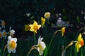 White yellow Narcissus field close up, spring season blooming. Royalty Free Stock Photo