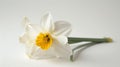 A white and yellow narcissus flower stands out on a white background Royalty Free Stock Photo