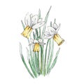 White and yellow narcissus with flowers and leaves watercolor image. Hand drawn spring daffodil on white background. Royalty Free Stock Photo
