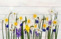 White and yellow narcissuses, violet hyacinths and blue flowers muscari on background of white painted wooden planks with space