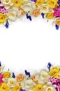 White and yellow narcissuses, violet hyacinths and blue flowers muscari on a white background with space for text. Top view, flat Royalty Free Stock Photo