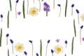 White and yellow narcissuses, violet hyacinths and blue flowers muscari on a white background with space for text Royalty Free Stock Photo