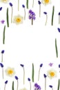 White and yellow narcissuses, violet hyacinths and blue flowers muscari on a white background with space for text Royalty Free Stock Photo