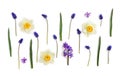 White and yellow narcissuses, violet hyacinths and blue flowers muscari on a white background. Top view, flat lay