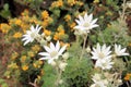 White and Yellow Native Australian Flowers in Bloom