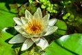 White or yellow nymphaea or water lily flower macro shot with water drops on petals in water of garden pond with green leafs Royalty Free Stock Photo