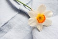 White yellow one daffodil flower on a blue textile background with copy space. Royalty Free Stock Photo