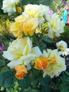 White yellow and orange rose buds on a bush Royalty Free Stock Photo