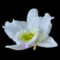 A white yellow orchid flower with a lilac shade, isolated black background. Flower bud close-up. Element for design Royalty Free Stock Photo