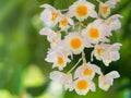 White and yellow orchid flowerDendrobium primulinum in nature Royalty Free Stock Photo