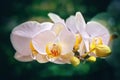 White and yellow orchid macro with green background