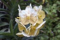 White and yellow Orchid Vanda flower bloom in the garden. Royalty Free Stock Photo