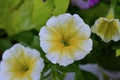 White and Yellow Petunia Flowers in Bloom Royalty Free Stock Photo