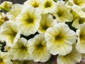 White and yellow Petunia flowers Royalty Free Stock Photo