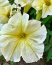 white-yellow petunia, light petunia, blooming balcony flowers Royalty Free Stock Photo