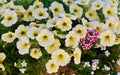 White and yellow petunias