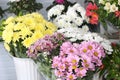 White, yellow and pink chrysanthemum in a flower shop. A bouquet of chrysanthemums Royalty Free Stock Photo