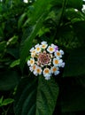 White yellow and pink color combination of flower with green background