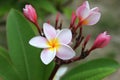 White-yellow-pink flowers of plumeria frangipani on the branch in the park. Royalty Free Stock Photo