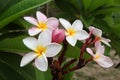 White-yellow-pink flowers of plumeria frangipani on the branch in the park. Royalty Free Stock Photo