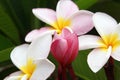 White-yellow-pink flowers of plumeria frangipani on the branch in the park. Royalty Free Stock Photo
