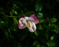 White yellow and pink rose closeup in a garden setting Royalty Free Stock Photo