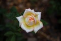 A white-yellow-pink rose flower as a natural background. Top view photo Royalty Free Stock Photo