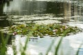 White, yellow and pink waterlilies