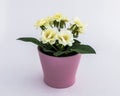 White - yellow plastic decorative flower in a pink plastic pot is on a white background Royalty Free Stock Photo