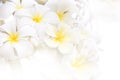 White yellow Plumeria flower abstract soft light style on white background Royalty Free Stock Photo