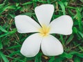 White and yellow Plumeria flower fall down on the ground Royalty Free Stock Photo