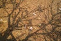 White and yellow Plumeria flower fallen on temple ground with soft abstract natural pattern of big tree branches shadow and dried Royalty Free Stock Photo