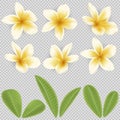 White and yellow Plumeria Flower Royalty Free Stock Photo
