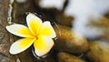 White and yellow plumeria flower or frangipani flower floating on clear water with blurred background. Spa and wellness ideas or b Royalty Free Stock Photo