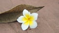 White and yellow plumeria flower or frangipani flower Royalty Free Stock Photo