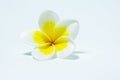 White yellow plumeria flower. isolate Royalty Free Stock Photo