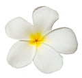 White yellow plumeria flower isolated on white background Royalty Free Stock Photo