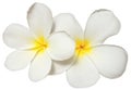 White yellow plumeria flower isolated on white background Royalty Free Stock Photo