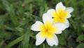 White and yellow plumeria flower or frangipani flower Royalty Free Stock Photo