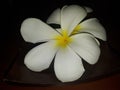 White yellow Plumeria flower Royalty Free Stock Photo