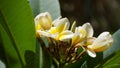 White and yellow plumeria flowers bunch blossom close up