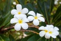 White and yellow plumeria flowers bunch blossom close up, green leaves blurred bokeh background, blooming frangipani tree branch
