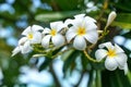 White and yellow plumeria flowers bunch blossom close up, green leaves blurred bokeh background, blooming frangipani tree branch