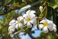 White and yellow plumeria flowers bunch blossom close up, green leaves blurred bokeh background, blooming frangipani tree branch Royalty Free Stock Photo