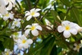 White and yellow plumeria flowers bunch blossom close up, green leaves blurred bokeh background, blooming frangipani tree branch