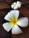 White and yellow plumeria flowers