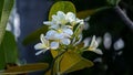 White and yellow Plumeria flowers, great smelling flowers in nature