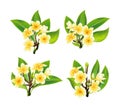 White and yellow Plumeria Flowers in realistic style on white background Royalty Free Stock Photo